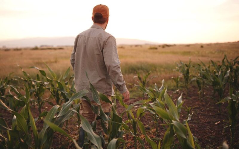 фермер на полі