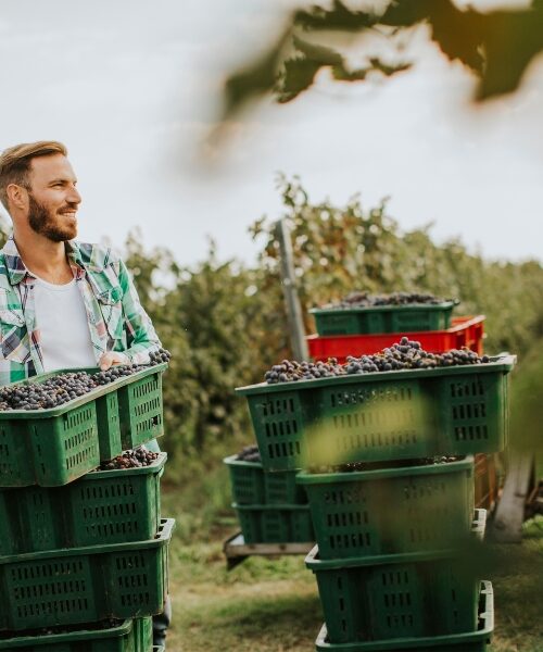 Ветерани в Україні прагнуть вирощувати зернові, розбивати сади та виноградники